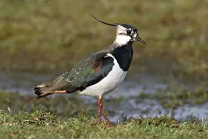 Images Dated 22nd March 2005: Northern Lapwing, Vanellus vanellus, Netherlands