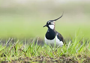 Images Dated 3rd April 2011: Northern Lapwing, Vanellus vanellus, Netherlands