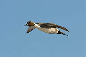 Images Dated 25th February 2007: Northern Pintail male flying, Anas acuta