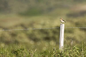 Images Dated 20th May 2007: Northern Wheatear male perched on pole in dunes, Oenanthe oenanthe