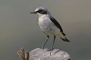 Images Dated 15th July 2006: Northern Wheatear male standing on pole, Oenanthe oenanthe