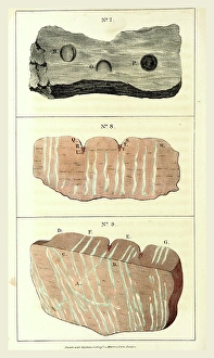Observations on certain curious Indentations in the Old Red Sandstone of Worcestershire Observations on certain curious Indentations in the Old Red Sandstone of Worcestershire