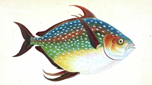 Opah, or King-fish, Zeus Luna, British fishes, Donovan, E. (Edward), 1768-1837, (Author) Opah, or King-fish, Zeus Luna, British fishes, Donovan, E. (Edward), 1768-1837, (Author)