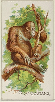 Orangoutang Quadrupeds series N21 Allen & Ginter Cigarettes Orangoutang Quadrupeds series N21 Allen & Ginter Cigarettes