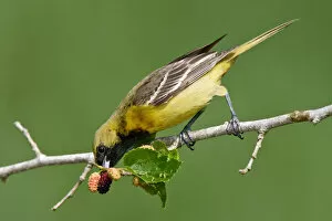 Images Dated 20th April 2005: Orchard Oriole, Icterus spurius, United States