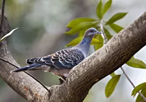 Images Dated 3rd March 2007: Oriental Turtle-Dove adult perched in a tree