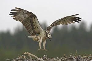 Images Dated 3rd August 2004: Osprey adult landing on its nest