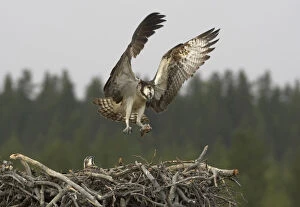Images Dated 3rd August 2004: Osprey adult landing on its nest, Norway