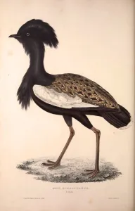 Otis Himalayanus or Delicious Bustard, Otis deliciosa. Birds from the Himalaya Mountains Otis Himalayanus or Delicious Bustard, Otis deliciosa. Birds from the Himalaya Mountains