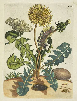 Paardebloem De Europische insecten Merian Maria Sibylla Paardebloem De Europische insecten Merian Maria Sibylla
