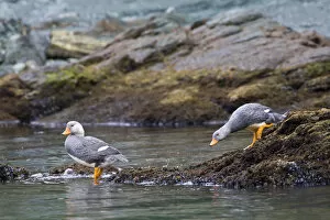 Images Dated 8th March 2006: Pair of Flying Steamer-Ducks on rocky shore