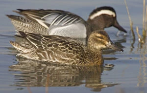 Images Dated 14th March 2006: Pair of Garganey, Spatula querquedula