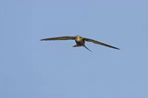 Images Dated 13th August 2006: Pallid Swift flying, Apus pallidus