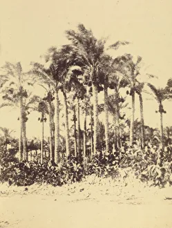 Palmiers Henry Cammas French 1813 1888 Andre Lefevre Palmiers Henry Cammas French 1813 1888 Andre Lefevre