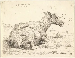 Partially shorn sheep lying grass insects hovering Partially shorn sheep lying grass insects hovering