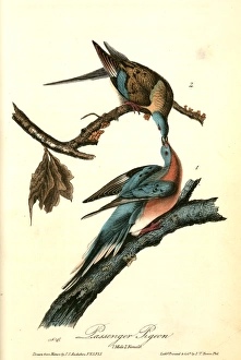 Passenger Pigeon. 1. Male. 2. Female., Audubon, John James, 1785-1851 Passenger Pigeon. 1. Male. 2. Female., Audubon, John James, 1785-1851