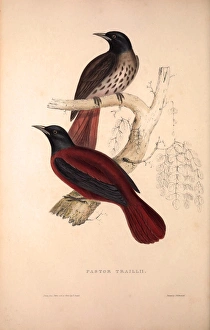 Pastor Traillii. Birds from the Himalaya Mountains, engraving 1831 by Elizabeth Gould Pastor Traillii. Birds from the Himalaya Mountains, engraving 1831 by Elizabeth Gould