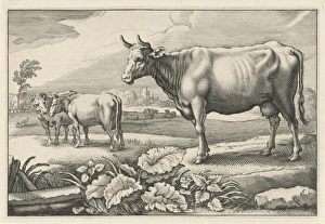 Pasture with cows, print maker: Reinier van Persijn, Jacob Gerritsz Cuyp, Nicolaes Pasture with cows, print maker: Reinier van Persijn, Jacob Gerritsz Cuyp, Nicolaes