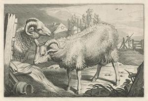 Pasture with a sheep and a ram, Reinier van Persijn, Jacob Gerritsz Cuyp Pasture with a sheep and a ram, Reinier van Persijn, Jacob Gerritsz Cuyp