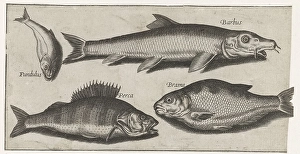 Perch barbel brasum tooth carp Fish series title Perch barbel brasum tooth carp Fish series title