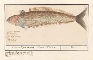 Perch Perciformes pieterman Trachinus Etterlijnk Perch Perciformes pieterman Trachinus Etterlijnk