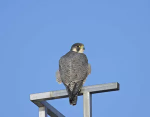 Images Dated 30th December 2008: Peregrine Falcon adult perched, Falco peregrinus