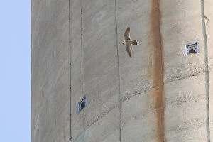 Images Dated 5th May 2008: Peregrine Falcon flying around chimney, Falco peregrinus, Netherlands