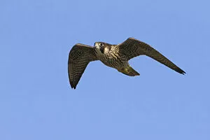 Images Dated 25th August 2014: Peregrine in flight, Italy