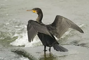 Images Dated 22nd August 2006: Phalacrocorax carbo, Immature Great Cormorant spreading its wings, Netherlands