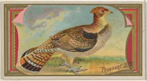 Pheasant Game Birds series N13 Allen & Ginter Cigarettes Brands Pheasant Game Birds series N13 Allen & Ginter Cigarettes Brands