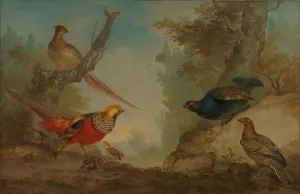 Pheasants Golden pheasants chickens grouse landscape Pheasants Golden pheasants chickens grouse landscape