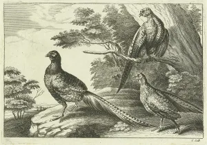 Three pheasants, Pieter van Lisebetten, Wenceslaus Hollar, Francis Barlow, 1654 - 1678 Three pheasants, Pieter van Lisebetten, Wenceslaus Hollar, Francis Barlow, 1654 - 1678