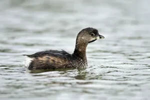 Images Dated 12th November 2004: Pied-billed Grebe, Podilymbus podiceps, United States
