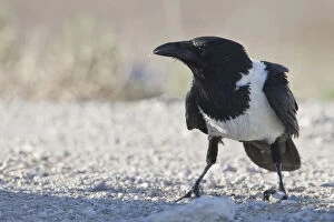Images Dated 19th November 2008: Pied Crow, Corvus albus, Namibia