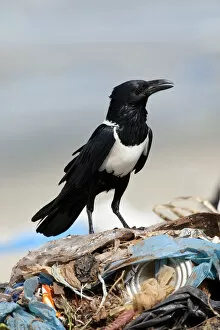 Images Dated 5th December 2010: Pied Crow on garbage, Corvus albus, The Gambia