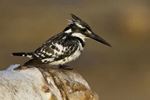 Images Dated 31st March 2007: Pied Kingfisher perched, Ceryle rudis, Israel