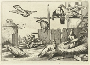 Pigeons in a dovecote, Pieter van Lisebetten, Wenceslaus Hollar, Francis Barlow Pigeons in a dovecote, Pieter van Lisebetten, Wenceslaus Hollar, Francis Barlow