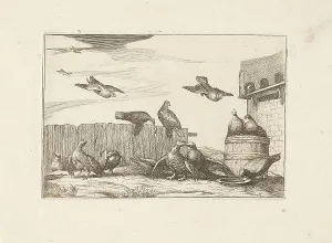 Pigeons, Francis Barlow, Pieter Schenk (I), 1675 - 1711 Pigeons, Francis Barlow, Pieter Schenk (I), 1675 - 1711