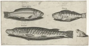 Pike perch tench frog Fish series title Piscivm vivae icones Pike perch tench frog Fish series title Piscivm vivae icones