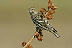 Images Dated 30th January 2005: Pine Siskin, Spinus pinus, United States