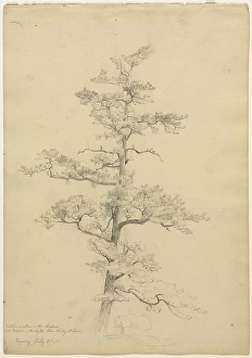 Pine Tree Conway New Hampshire recto 1851 David Johnson Pine Tree Conway New Hampshire recto 1851 David Johnson