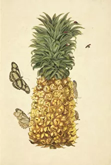 Pineapple Ananas comosus metamorphosis bamboo page
