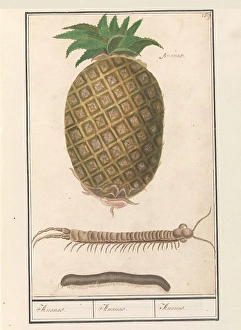 Pineapple Ananas comosus title object centipede Pineapple Ananas comosus title object centipede