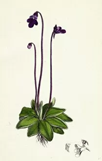 Images Dated 8th January 2013: Pinguicula vulgaris; Common Butterwort