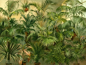 plants, 19th century, kentia baueri, chrysalidocarpus (hyophorbe) lutescens, howea plants, 19th century, kentia baueri, chrysalidocarpus (hyophorbe) lutescens, howea