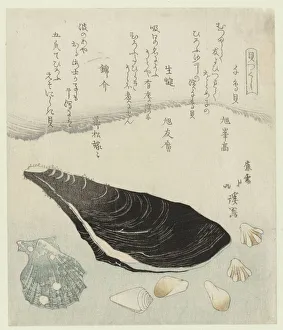 Plover shells raw mussel brocade shell Chidorigai namakaki nishikigai Plover shells raw mussel brocade shell Chidorigai namakaki nishikigai