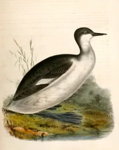 Podiceps californicus, California Grebe., Suckley, George 1830-1869, Cooper, J. G Podiceps californicus, California Grebe., Suckley, George 1830-1869, Cooper, J. G