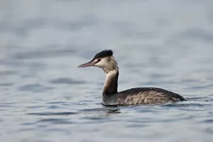 Images Dated 29th December 2006: Podiceps cristatus, Great Crested Grebe