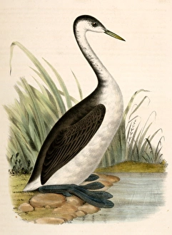 Podiceps occidentalis, Long-necked Grebe., Suckley, George 1830-1869, Cooper, J Podiceps occidentalis, Long-necked Grebe., Suckley, George 1830-1869, Cooper, J