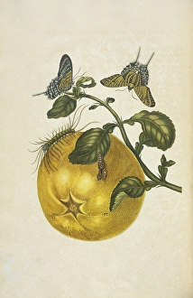 Pomelo shaddock Citrus maxima metamorphosis moth Pomelo shaddock Citrus maxima metamorphosis moth